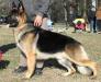 2016 GV GCH Wolf Creek Galaxy Of Merivern