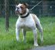 Darkenwald's Best of Bulldogs Spike