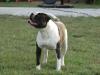 ABRA Gr. Ch., UKC Gr. Ch, ABA Ch. Wills' Turning Trixie of Dailey's