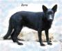 Creekwell's Black Zeva A Jet-Tin