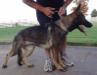 Qira Câini de Politie