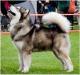 MULTICH,MULTI.J.CH. Impuls Kriplyana Malamute Sanctuary