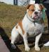 Bulldrow  Exclusive For Carpen Diaz