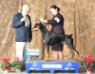 BISS,AKC GRAND CH./U Lyndobe's Turn On Da Charm