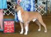 GCH SunBolt Sweet Obsession Mr. Ruffian