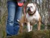  Bombasticbulls' Signorita BLUE DREAM of starbulldog