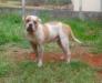 Gator King Bulldog / Bulky Bulls