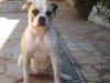 Leela King Bulldog