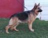 Jenna kuwait k9-team