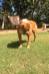 Hoss Cartwright Erekson