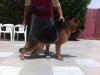 Noel kuwait k9-team