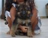 Sofy de Monte Regio