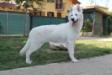 Guinever Joy di Casa Praderio