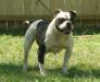  COH's Jypsie Rose of Bender Bulldogs