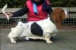  NewDown bassets Manolito