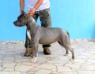 Amstaff Camarilha Bantim Celtic Dream