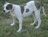 Alexis' Bulldogs Athena