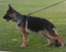 Komsa`s Biggen