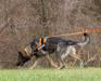 The Death Star Von Zobelhund <span style="color: darkblue">SAR K9 SAR-U1 SMTx2 ELITE CH L3V L3C L3E L3I CAX SCM SIM SEM SWE DCAT DSX CGC TKI</span>