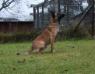 Blackneck's B' Arrac