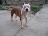 Single Malt From The Hood- Intrepid staff kennel