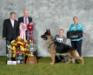 US/CAN GV,  2x US SEL EX,  CAN SEL GCH, GCHB CH Woodsides Megabucks