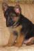 Kurland Danisimus Chelsea