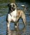dutchbelted of souza's american bulldogs