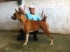 Rich Borough's Brazilian Love Affair