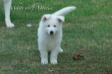 White Wolf Marduk (LUNGORESINA)