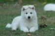 Wega Snowflake (LUNGORESINA)
