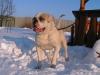 Demoniac Team Dodi of Blondbulls