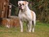 2 X HPJ Blondbulls Léna