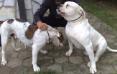 Gangsta's Bulldogs Caty