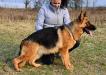 Germania Bella Beatriche