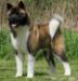 BIS, BISS UK/LUX/AKC GCH, INT/NET/LUX/UKG/USA/DEN/FIN CH Dynamic Force Sharp Dressed Man With Ruthdales