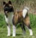 BIS, BISS UK/LUX/AKC GCH, UKG/AKC/DEN/FIN CH Dynamic Force Sharp Dressed Man With Ruthdales