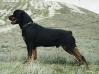 Ken De la Corte Canina