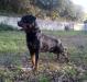 Kobold de la Corte Canina