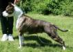 CH JR CROATIA Sunshine Diva Sting