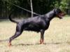 CACIB CAC Nightwish Nera v. Noblesshof