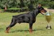 International Champion,15xCACIB, R.CACIB, 19xBOB, BIG, 7xBIS Pride of Russia Sidor