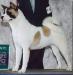 AKC CH CR-Wicca's Reign Of Fire