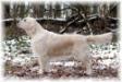 CHAMPION Remington Romantic Amy