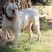 Sookie Stackhouse of BullyBadass Bulldogs