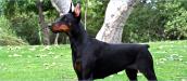 Doberman Ranch Fabulous Fendi