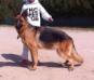 Queen Kuwait k9-team