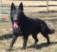 Bronco von Wiese