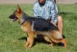 Ebony Aus Tafel Land