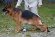 Bruno vom Haus Strebling